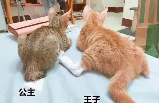 怎么分辨小公猫和小母猫(怎么分辨小公猫小母猫两个月大的)