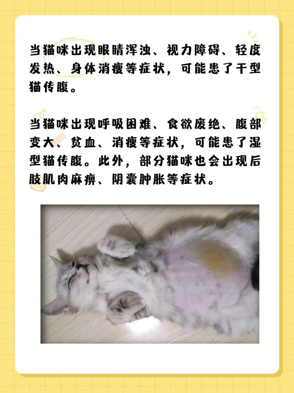 猫传腹严重的症状(猫传腹是不是治不好)