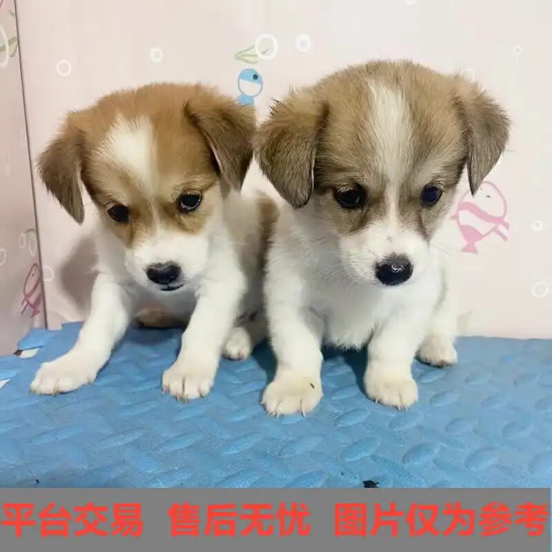 幼犬活物小型犬(幼犬活物小型犬怎么喂养)