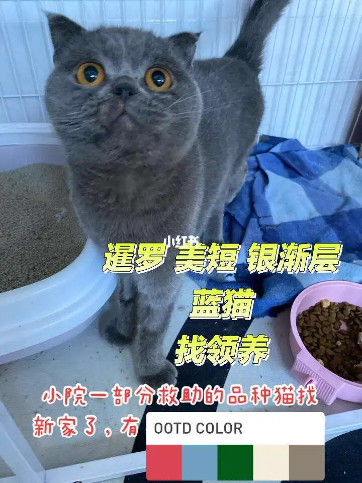 暹罗猫跟银渐层生出来什么样的(暹罗猫跟银渐层生出来什么样的小猫)