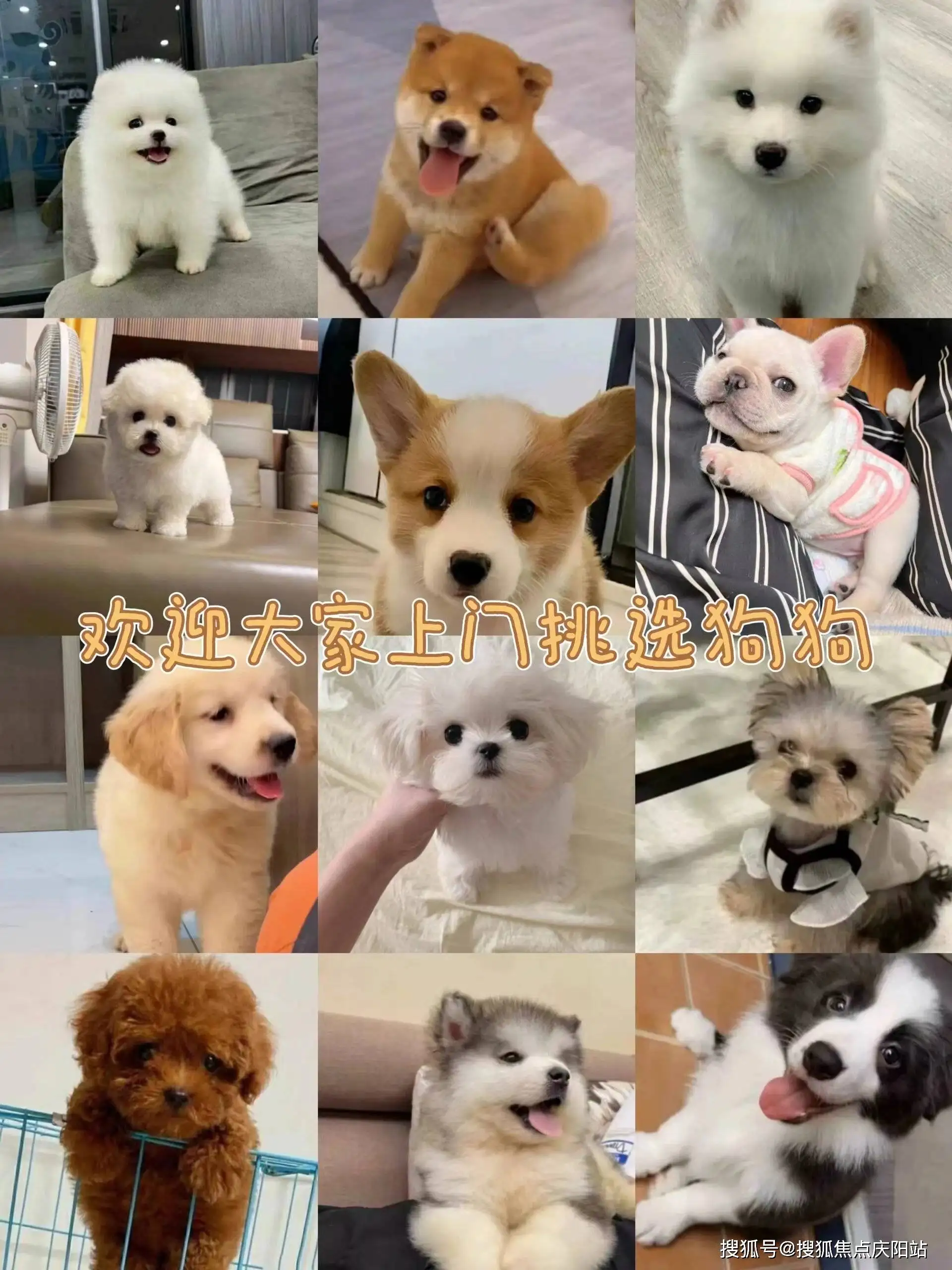 想买一只阿拉斯加犬(阿拉斯加犬在哪里买好)