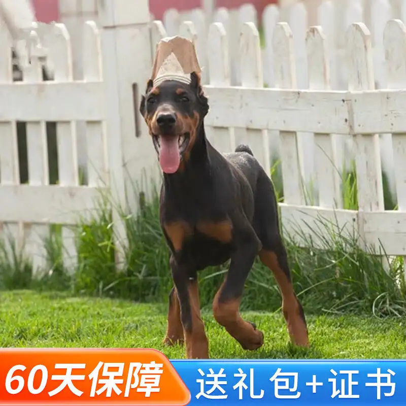 纯种杜宾犬多少钱幼犬(杜宾犬纯种和不纯种的区别)