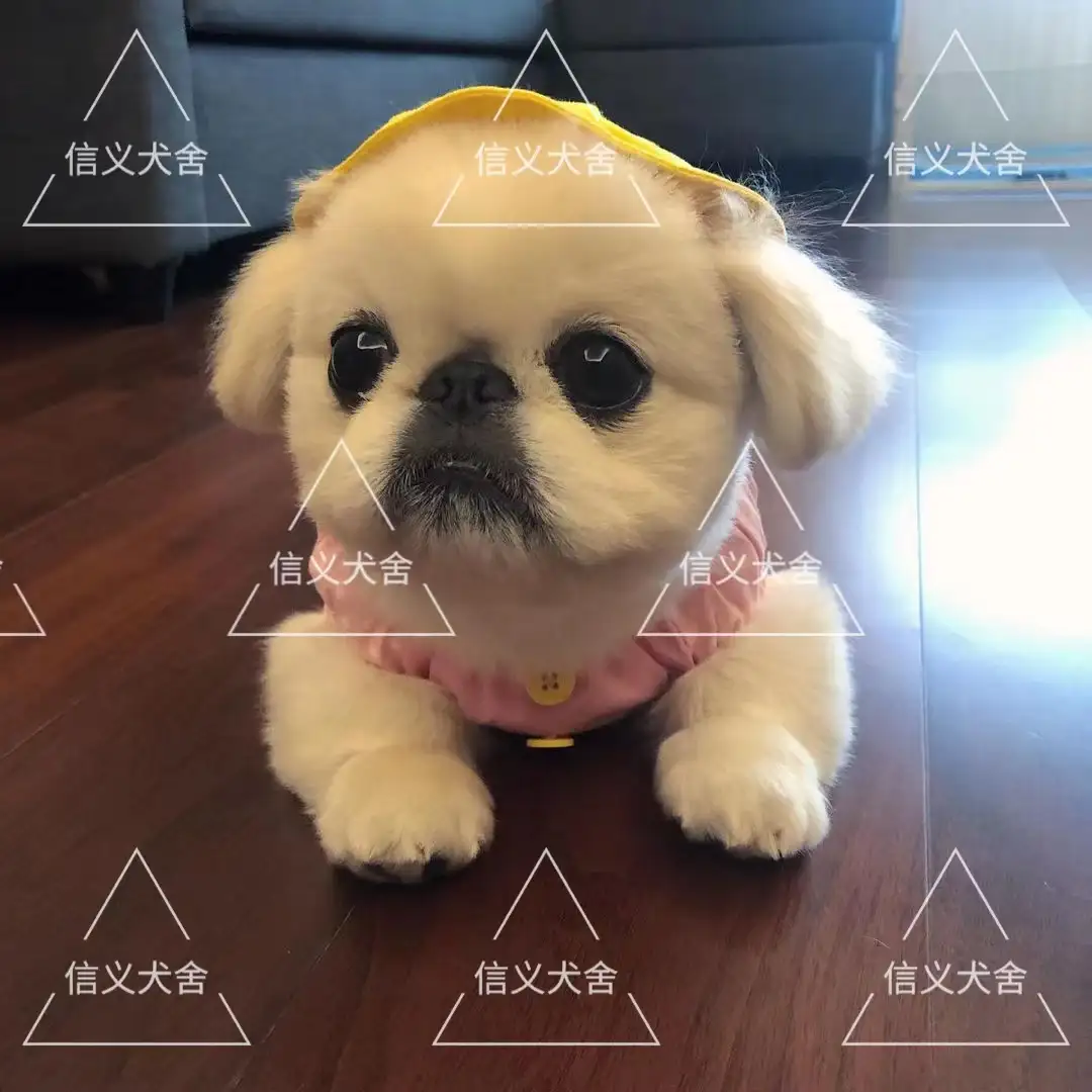 幼犬活物小型犬(幼犬活物小型犬怎么喂养)