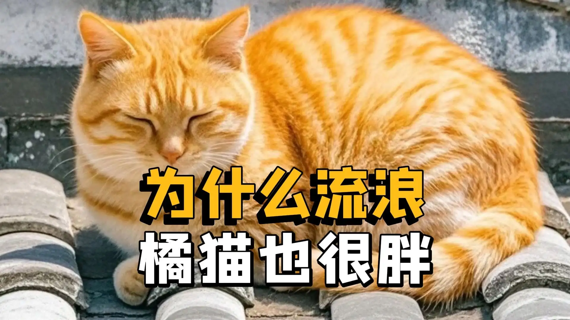 普通橘猫多少钱一只(普通橘猫多少钱一只猫)