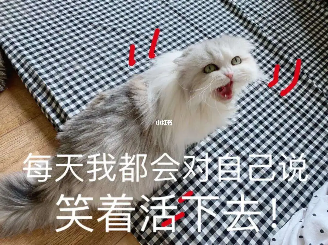 猫不能自主排便(猫不能自主排便的原因)