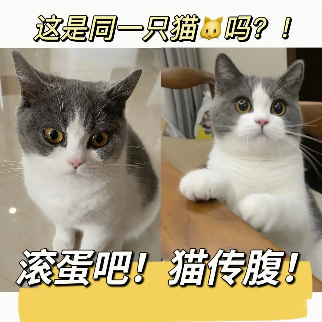 猫咪为啥得猫传腹(猫咪为什么得猫传腹)