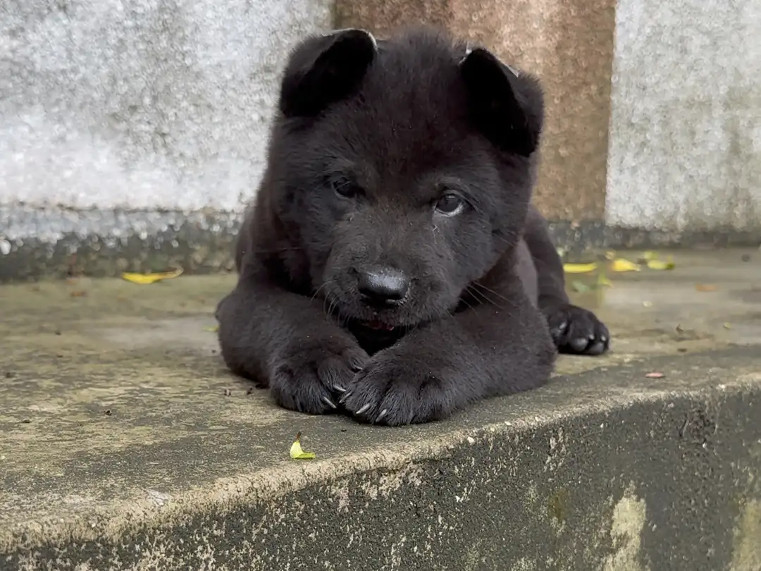 田园犬能活多久(田园犬的平均寿命多少年)