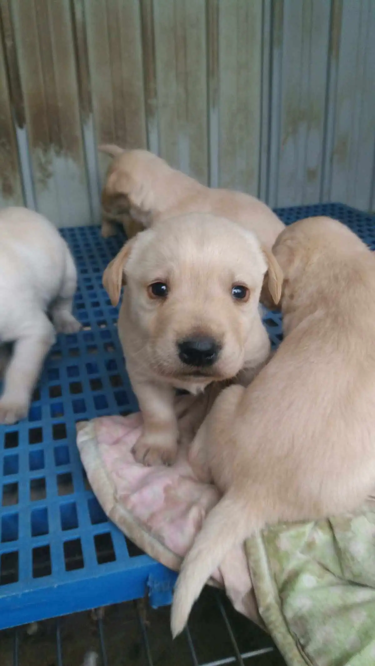 一只纯种拉布拉多幼犬(纯种拉布拉多犬能长多重)