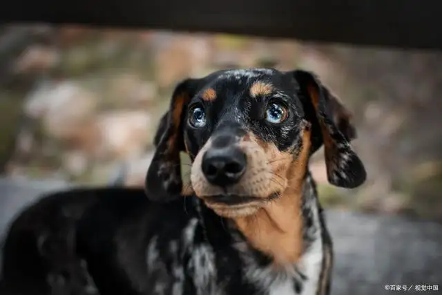 冷门小型犬(最受欢迎小型犬)