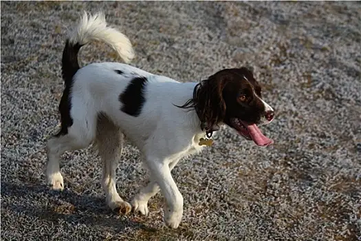 史宾格猎犬(史宾格猎犬跟土狗的后代)