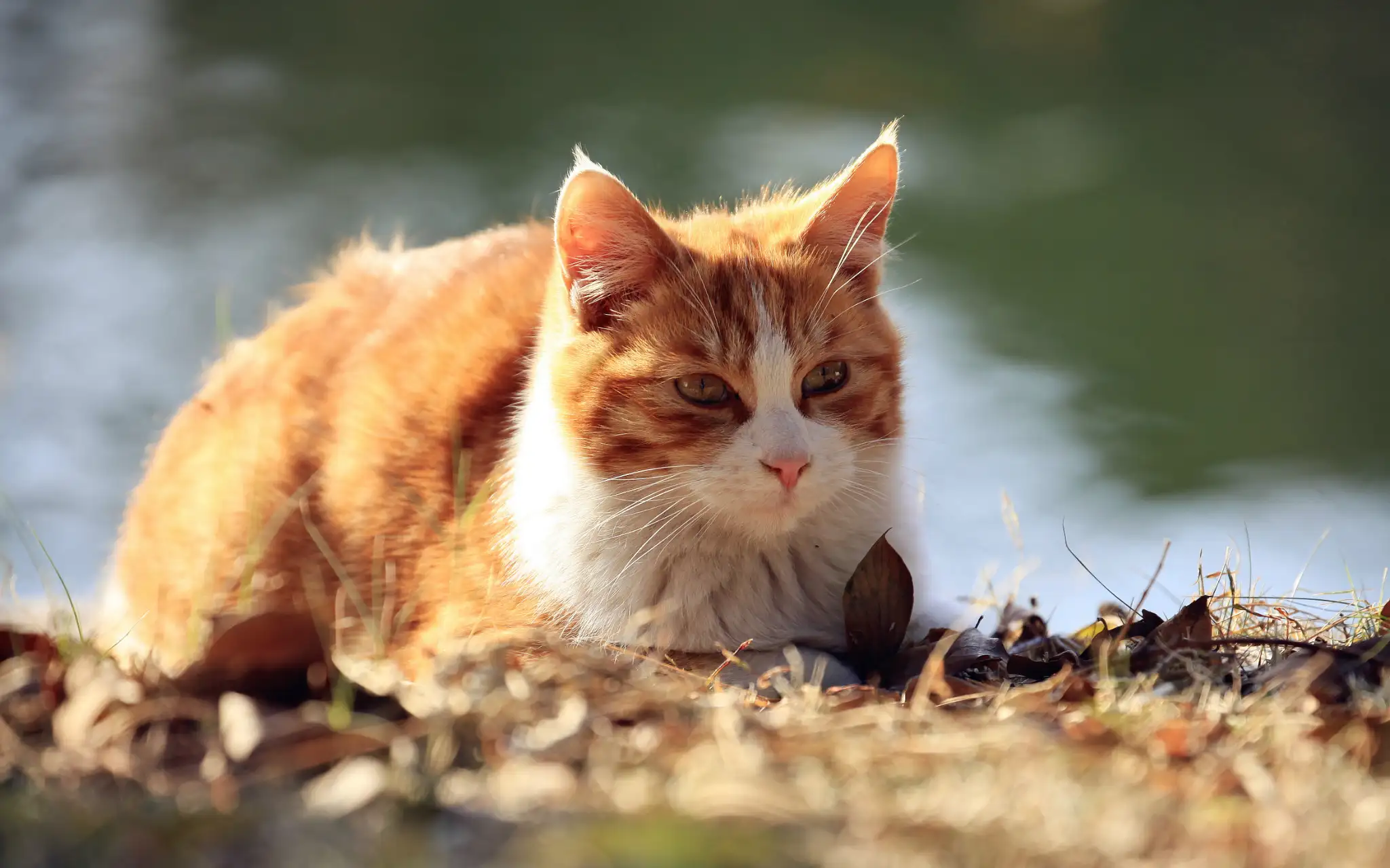 流浪猫一般是什么品种的猫(流浪猫一般是什么品种的猫图片)