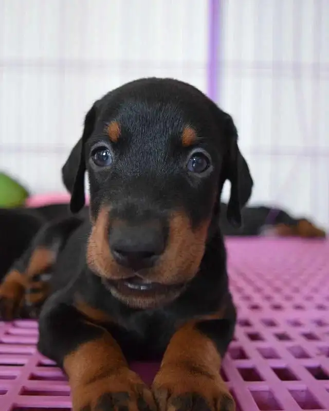 杜宾犬幼犬(杜宾犬幼犬头上为什么戴杯子)