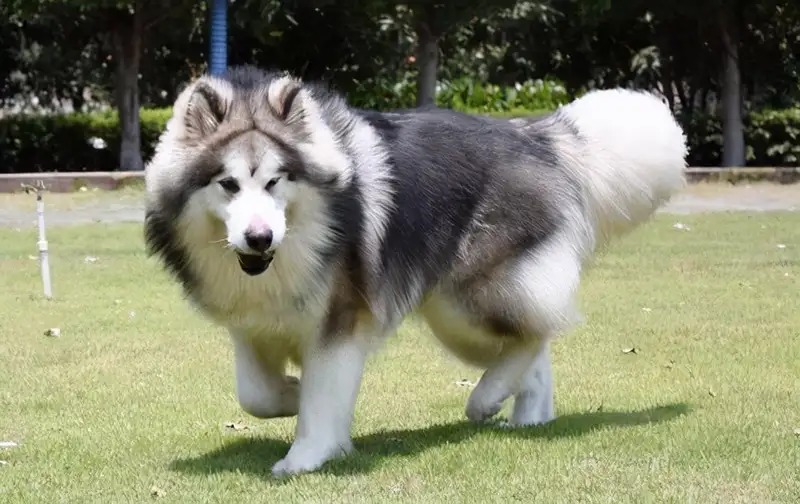 纯阿拉斯加犬多少钱一只幼犬(纯种的阿拉斯加犬多少钱一只?)