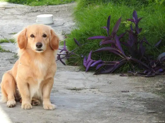 毛发长的小型犬(毛发长的小型犬品种)