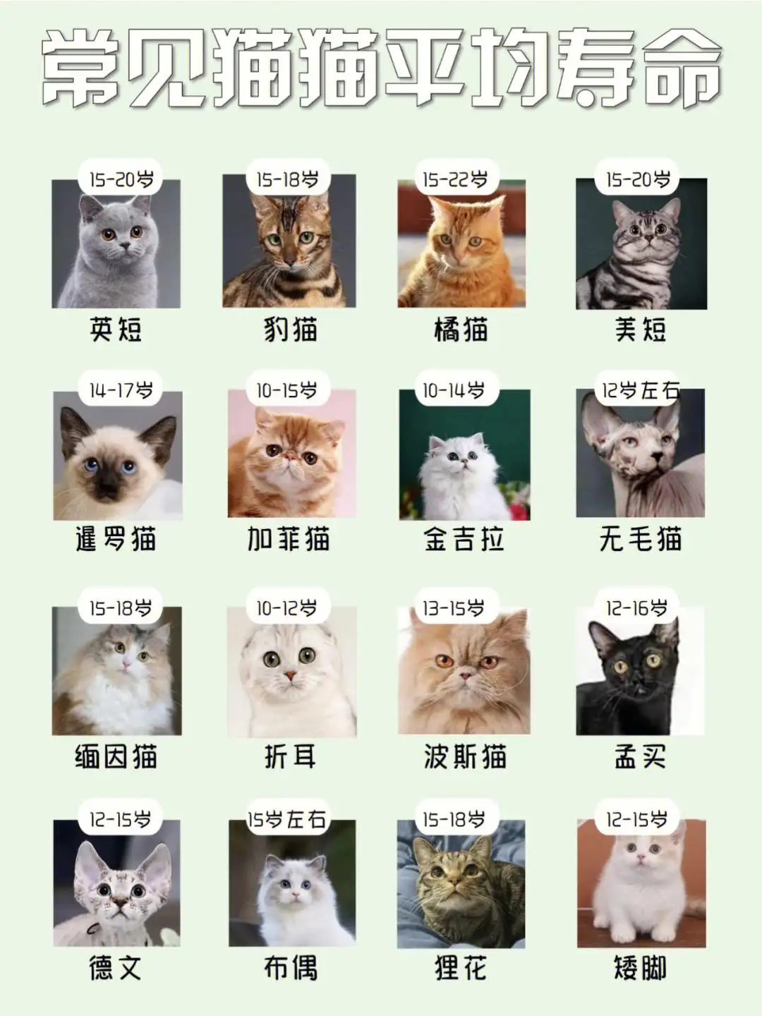 家养猫的寿命是多少年(家养猫的寿命是多少年的)