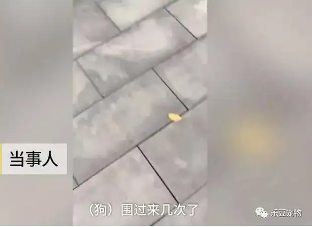 被狗咬的征兆(被狗咬的证明怎么写)