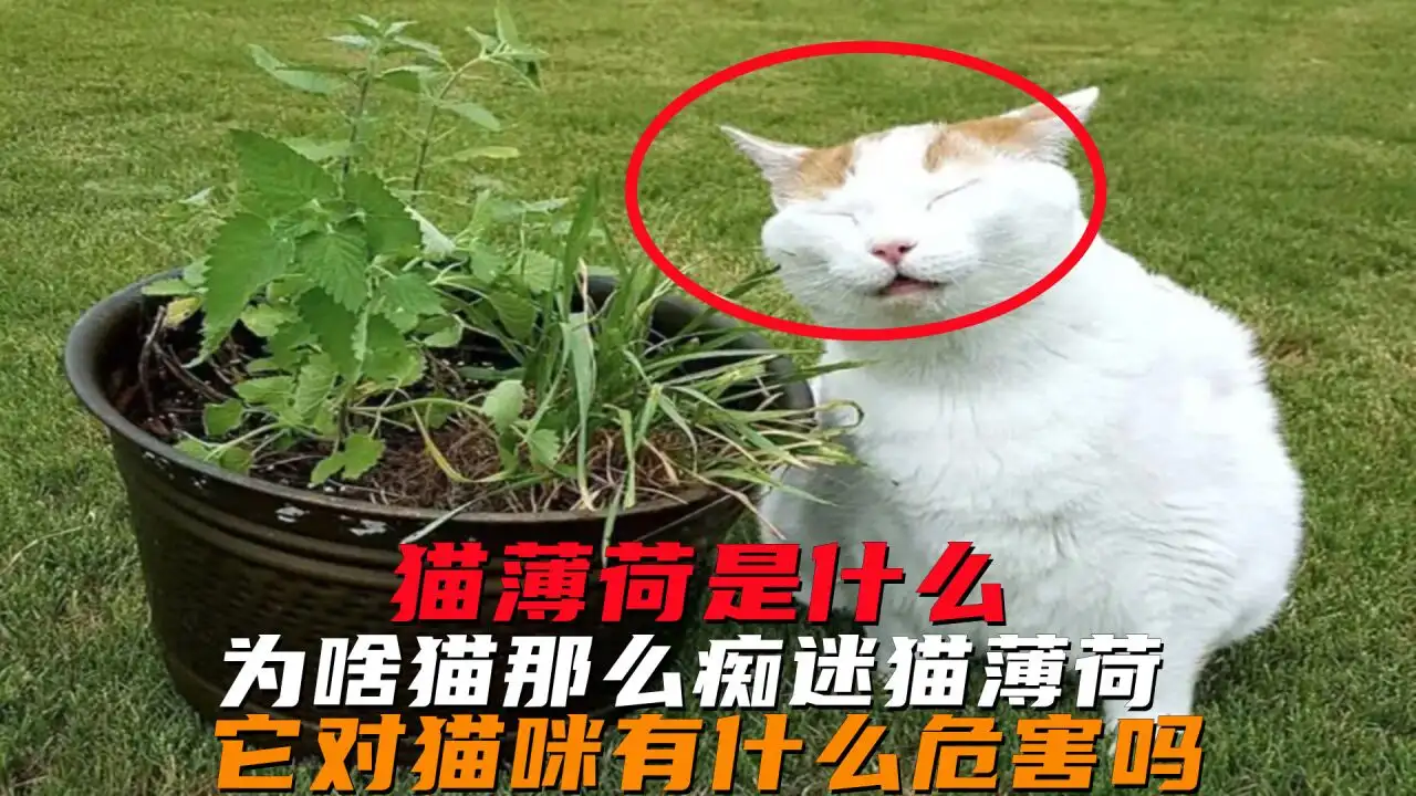 猫薄荷对小猫有危害么(猫薄荷对小猫有危害么图片)