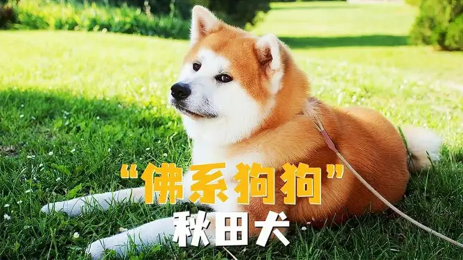 秋田犬会护主吗(秋田犬真的那么忠心嘛)