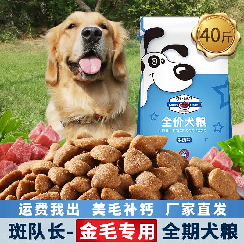 金毛犬只吃狗粮吗(金毛偷吃狗粮撑着了)