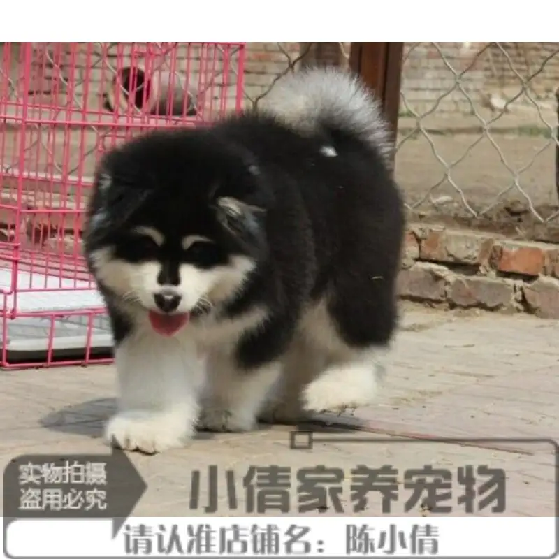 阿拉斯加犬纯种多少钱(阿拉斯加犬纯种多少钱一条)