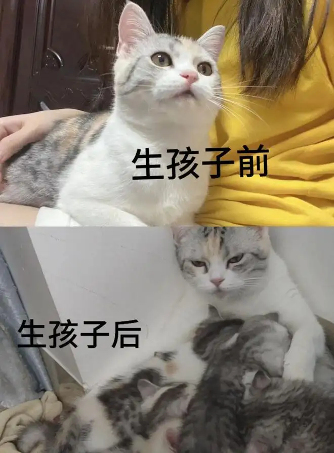 猫怀胎几月才能生下宝宝(猫猫一般怀孕多久才能生出来)