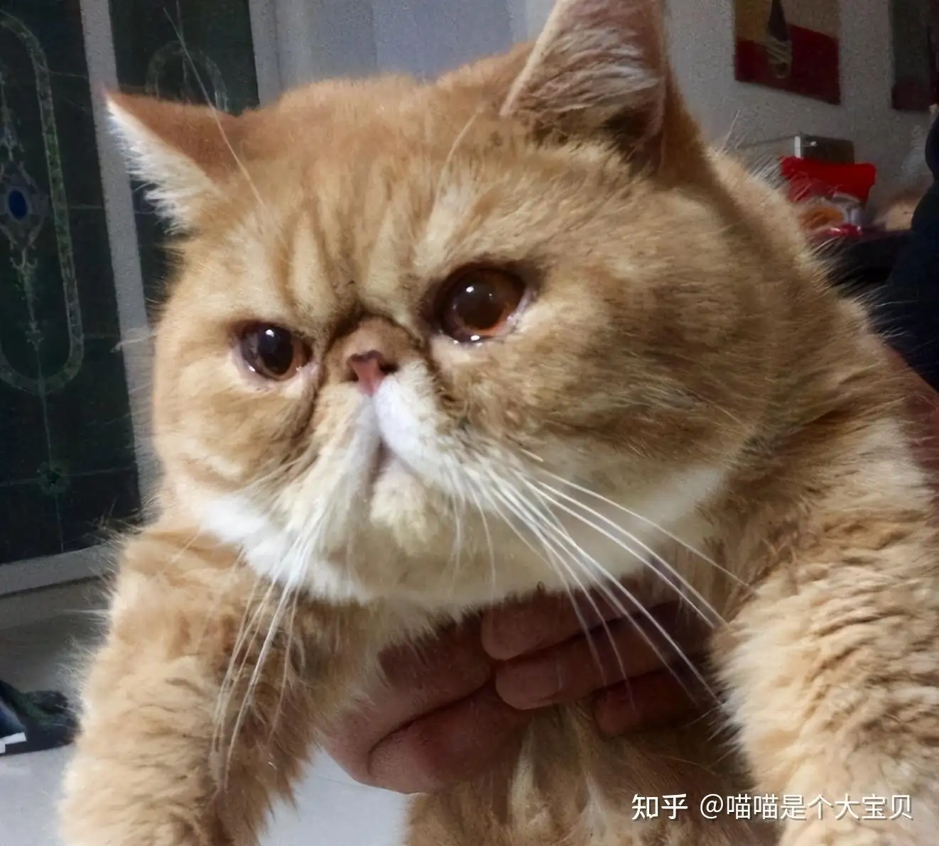 短鼻子的猫什么品种(短鼻子猫咪是什么品种)