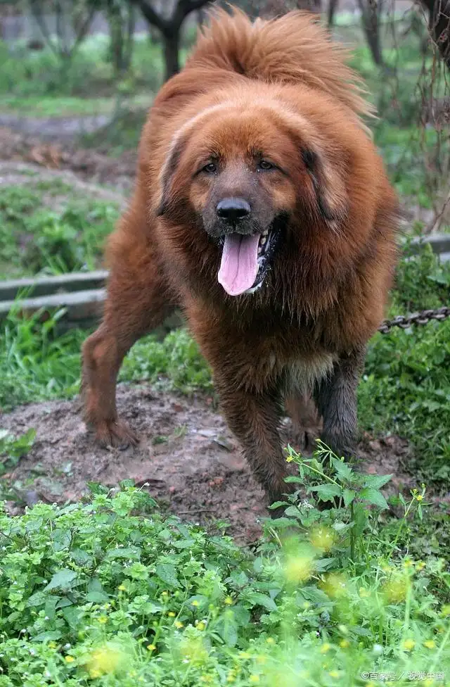 藏獒哪里有卖(藏獒在哪里可以买到)