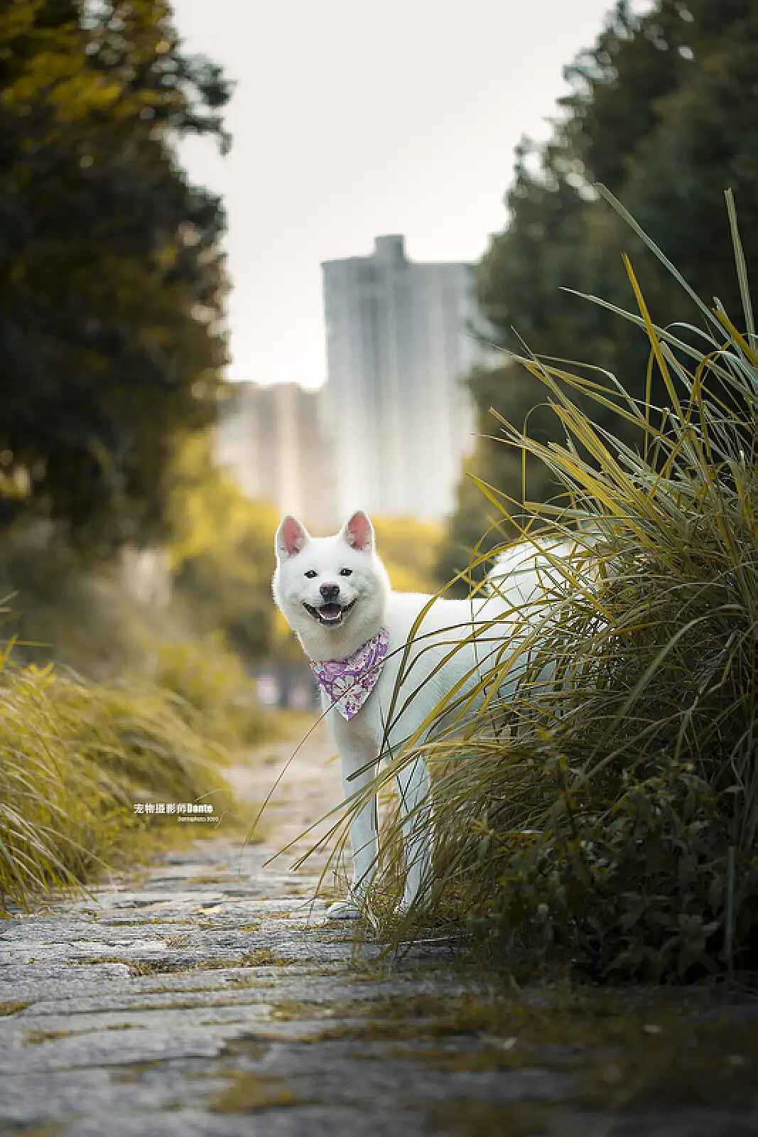 白色秋田犬图片(白色秋田犬图片高清)