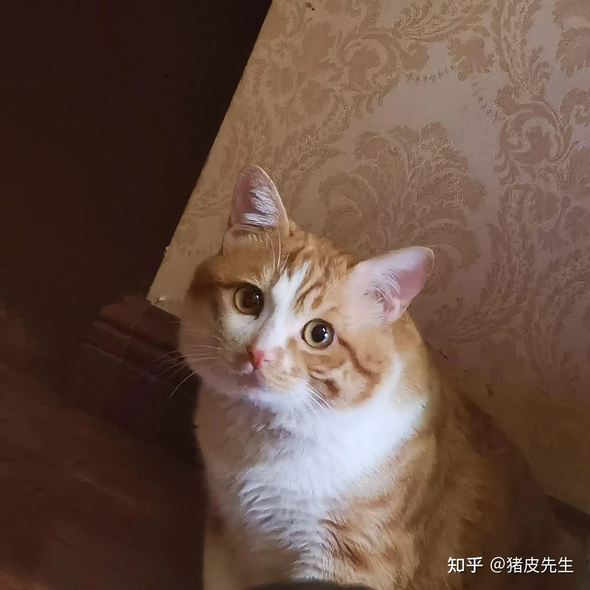 幼年橘猫多少钱一只(普通小橘猫多少钱一只)