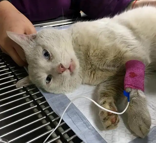 猫传腹是细小吗(猫传腹是一下子得的吗)