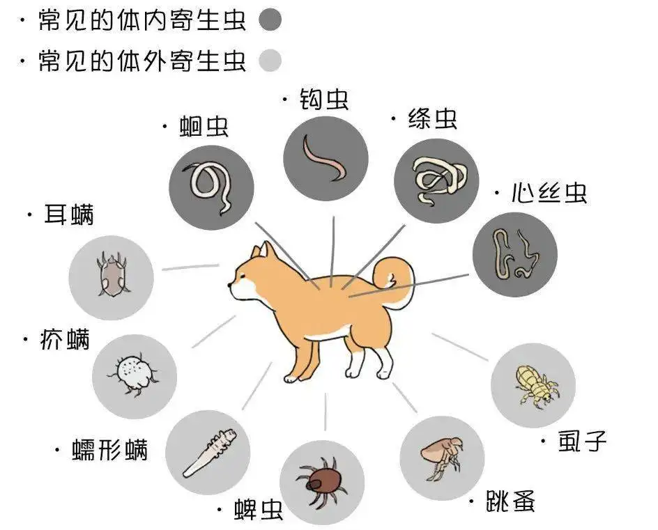 宠物外驱虫的正确方法(宠物外驱虫的正确方法有哪些)