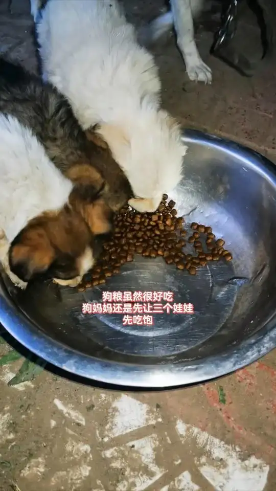 狗狗最爱吃什么狗粮(狗狗吃狗粮的最佳时间)