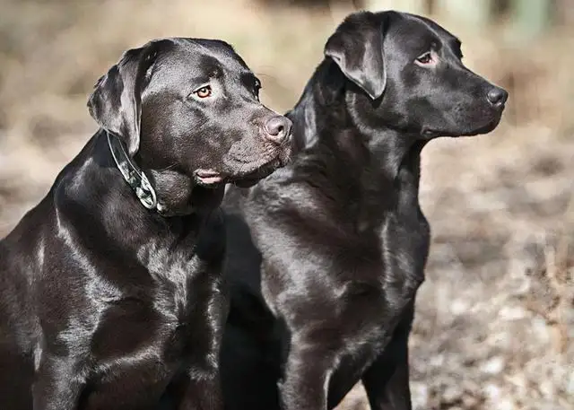 拉布拉多犬是禁养犬吗(拉布拉多犬是禁养犬吗知乎)