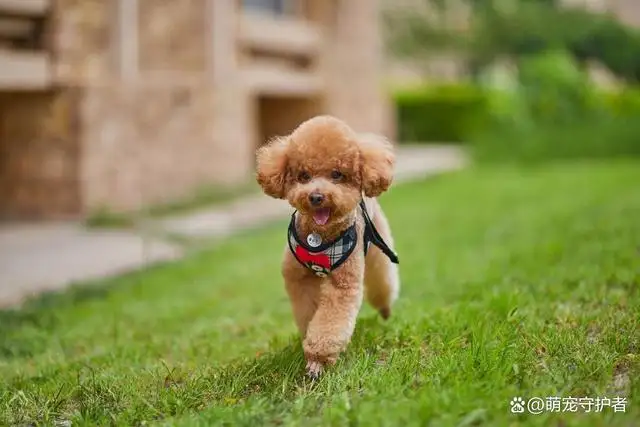 泰迪狗能活多久的寿命(泰迪犬能活多久?5招延长寿命!)