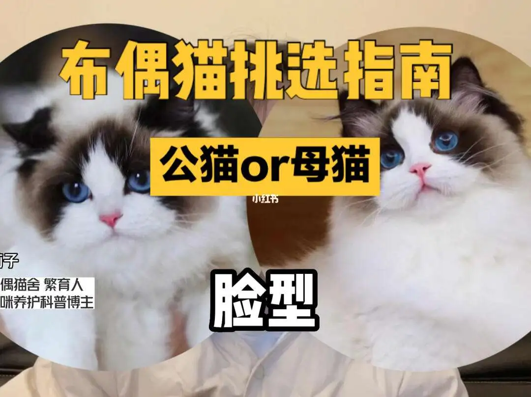 养猫咪公猫好还是母猫好(养猫养公的好,还是母的好)