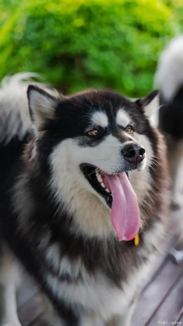 阿拉斯加犬战斗力强吗(阿拉斯加犬战斗力强吗知乎)