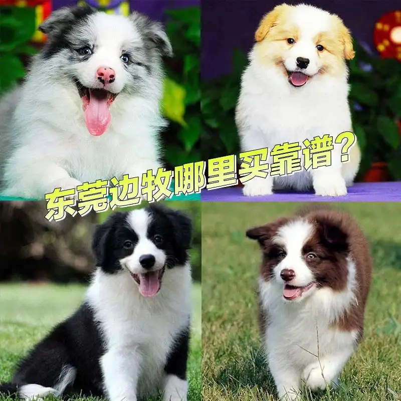 哪里可以买边境牧羊犬(附近哪里有卖边境牧羊犬的)