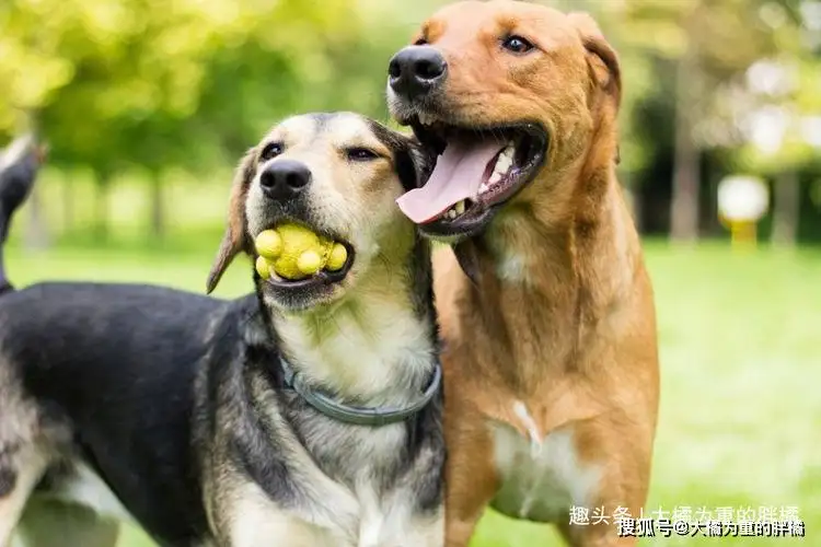 狗跟人是什么征兆(狗狗跟人究竟是一种什么缘分)