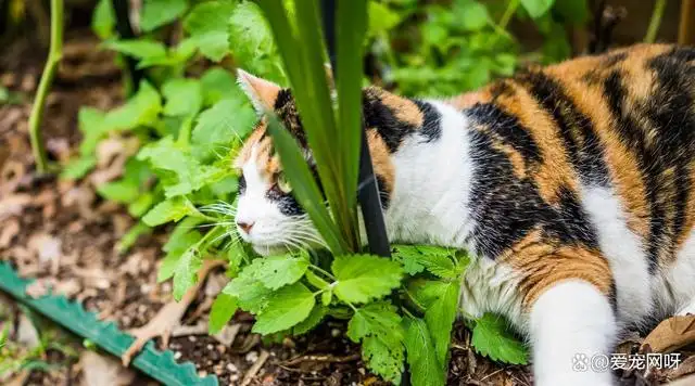 猫薄荷会吸引猫来家里吗(猫薄荷会吸引猫来家里吗为什么)