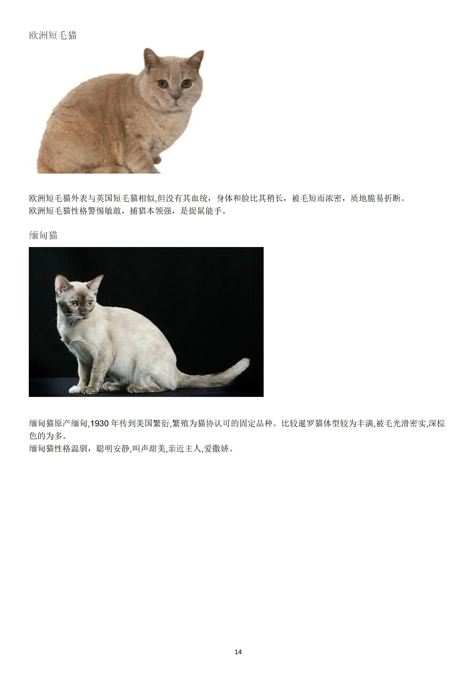 猫怎么鉴别品种(怎样鉴定猫的品种)