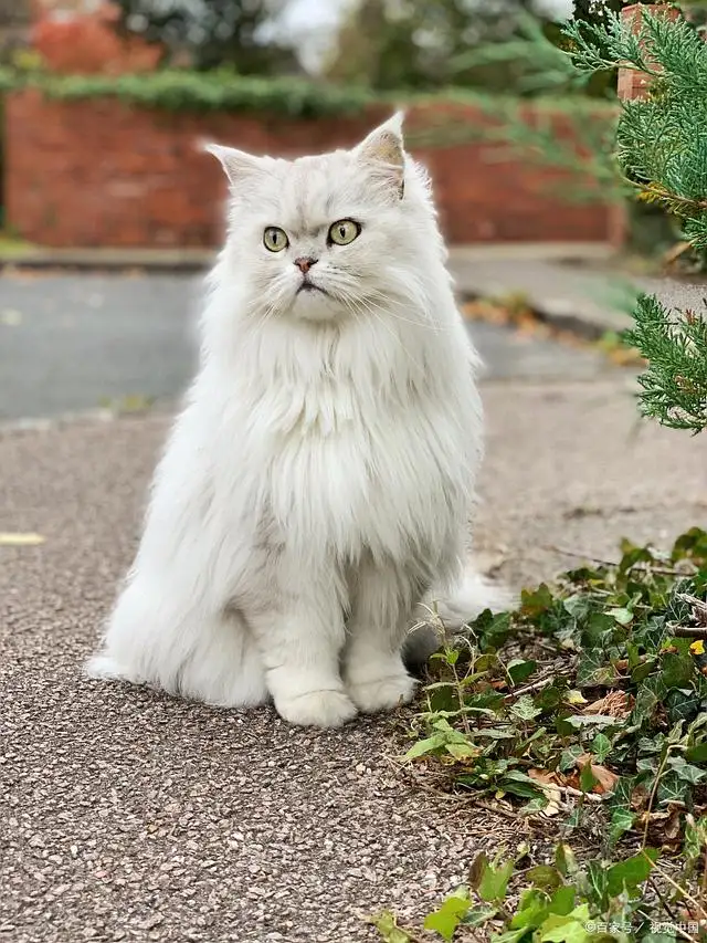 长毛的猫都有哪些品种?(长毛的猫都有哪些品种?普通猫)