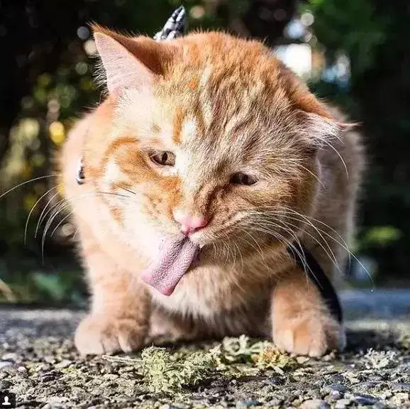 猫吸猫薄荷好吗(猫吸猫薄荷好吗视频)