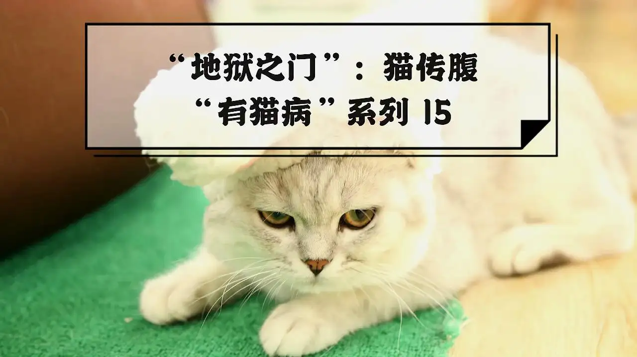 猫传腹是基因病吗(猫传腹是基因问题么)