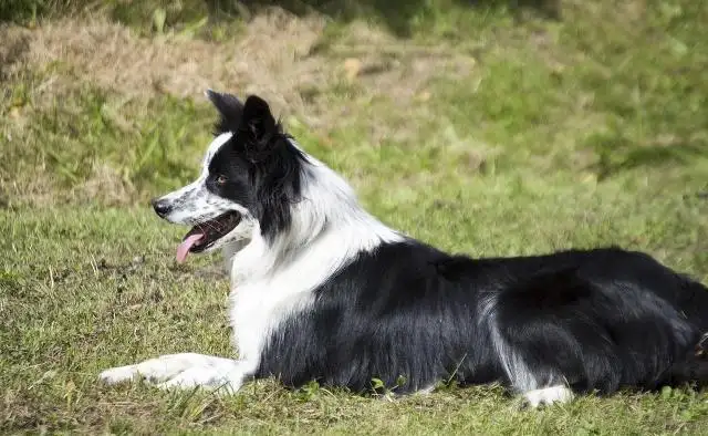 边境牧羊犬的训练方法(边境牧羊犬的训练方法视频)