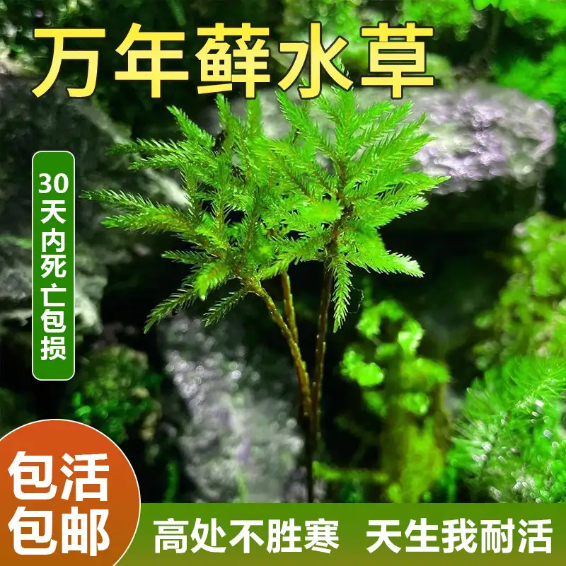 养孔雀鱼种什么水草好(养孔雀鱼适合用什么水草)