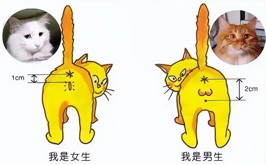 家里养母猫好还是公猫好(家里养母猫好还是公猫好养)