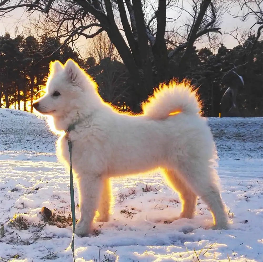 雪橇犬全品种(雪橇犬是哪三种)