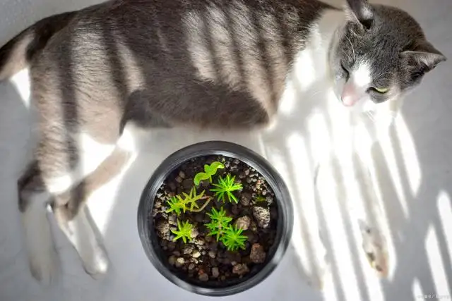 有猫不喜欢猫薄荷吗(我们家猫不喜欢猫薄荷)