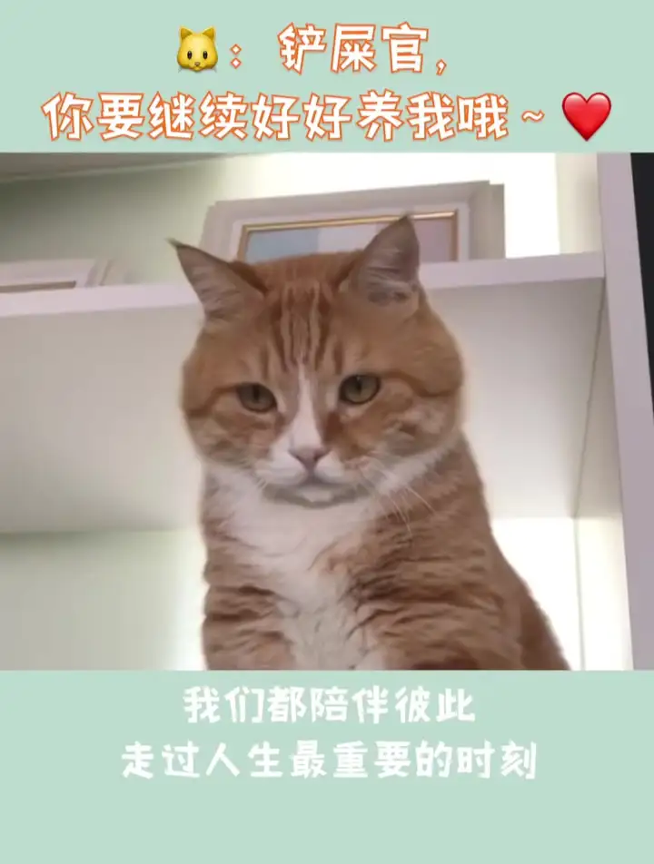 小猫几月份怀孕(小猫几月份会怀孕)