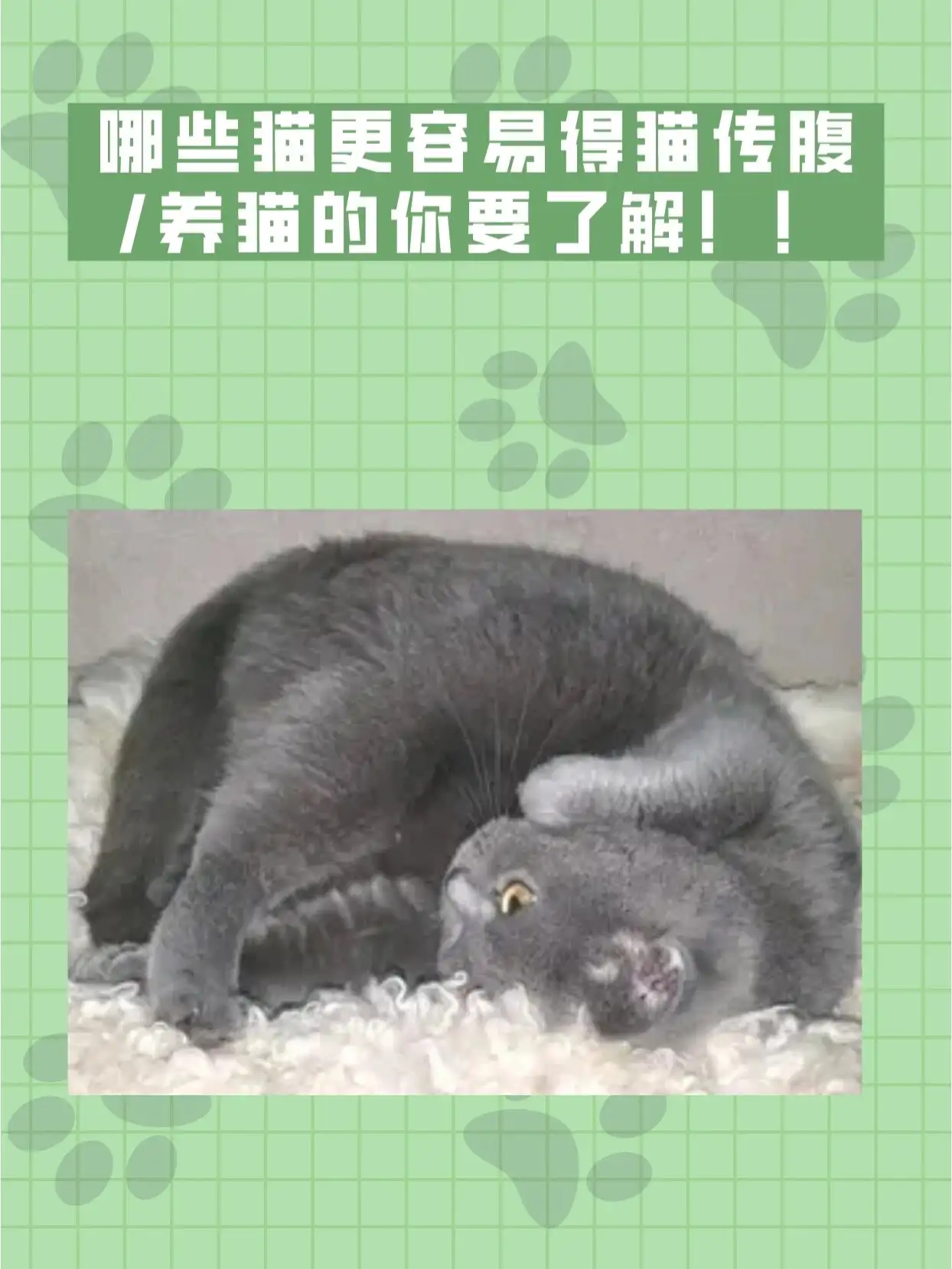 两岁的猫会得猫传腹吗(两岁以上的猫会猫传腹吗)